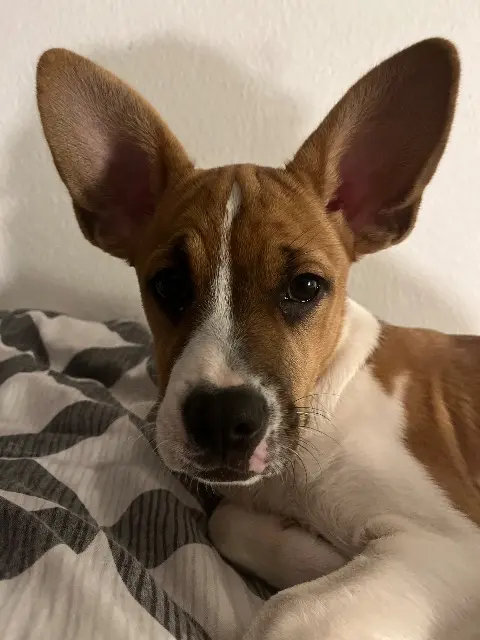 Hündin reunited   1032 Romanel-sur-Lausanne Sanji