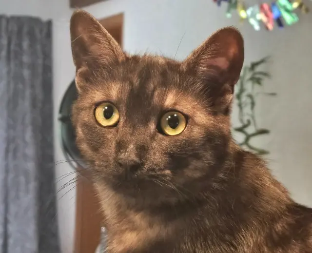 Katze lost   2518 Nods Luz