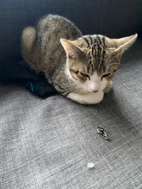 Katze lost    Lutzenberg Nicci