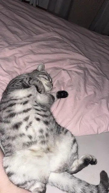 chatte lost   3665 Wattenwil Molly