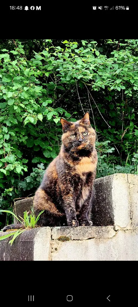 Katze lost  Avenue du Grand-Salève 1255 Veyrier Nessie