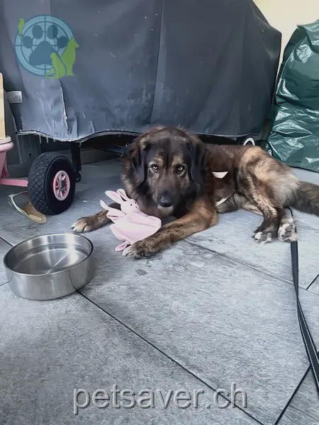 animal lost 48 Ballenbühlweg 3076 Richigen Milow