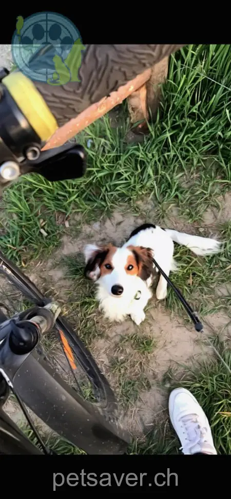 animal lost 202  3326 Krauchthal Skippy