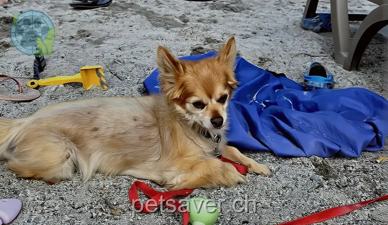 animal lost 8a La Fiose 2732 Reconvilier Dixie