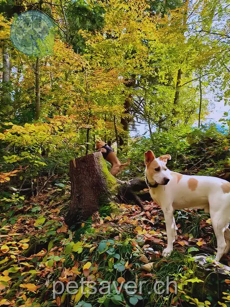 animal lost 24 Auenstrasse 8783 Glarus Süd Jhonny