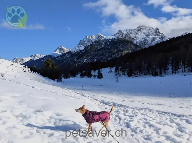 animal lost 5 Via da Zuort 7557 Scuol Finn