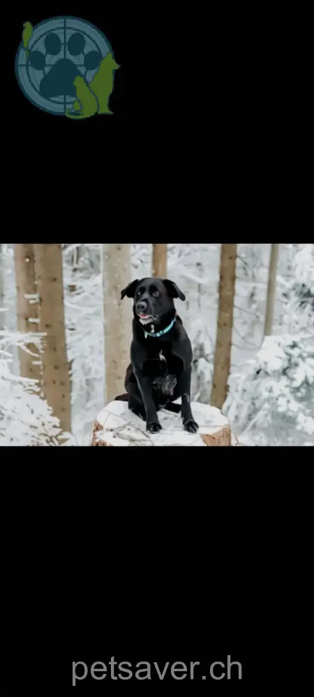 animal lost 2  6110 Romoos Odin