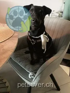 animal lost  Route du Roc 2087 Cornaux Rango