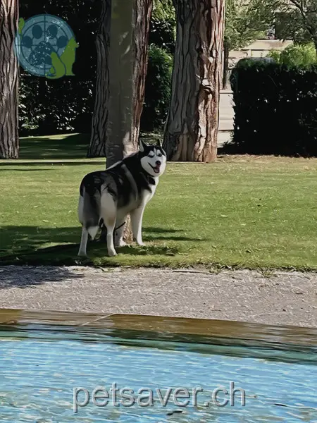 animal lost 6 Route de la Luette 1982 St-Martin VS Voli