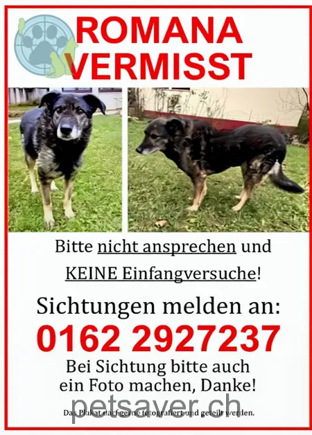 animal lost  Wiesendamm-Promenade 4125 Riehen Romana