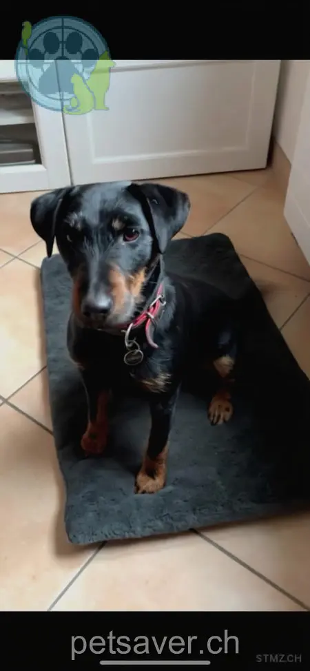 animal lost  Bethlehem 3185 Schmitten (FR) Pipa