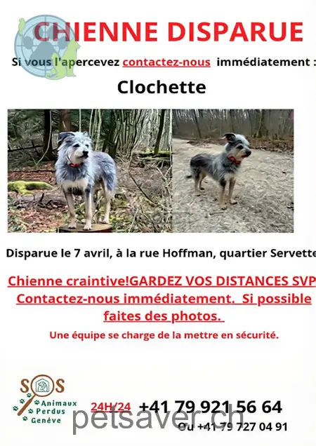 animal lost  Rue Hoffmann 1211 Genève Clochette