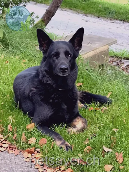 animal lost 11 Via Aua Alva 7016 Trin Mulin „gin“