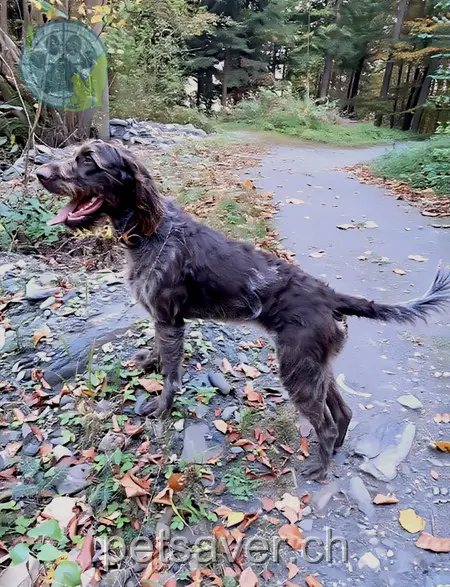 animal lost  Arosastrasse 7058 Langwies Bine