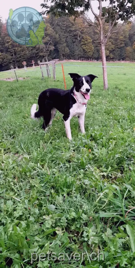 animal lost 4  6170 Schüpfheim Daisy