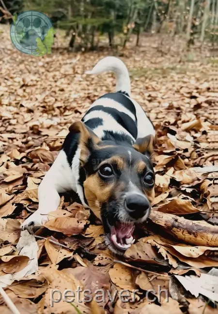 animal lost 1 Route du Pré-Vert 2019 Rochefort Mauwi