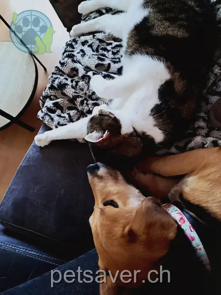 animal lost 108 Wasserfallstrasse 6390 Engelberg Ria