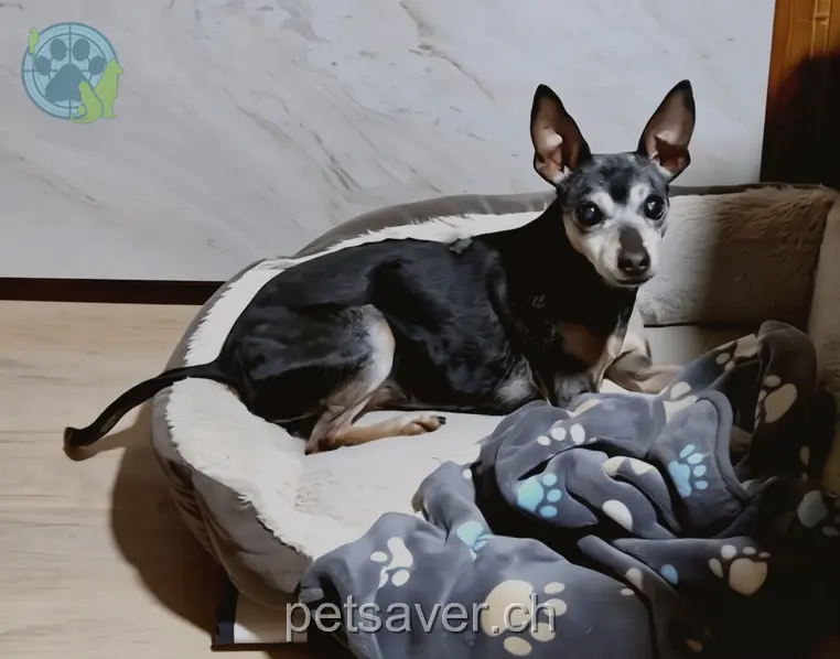 animal lost 64 Bächlistrasse 9633 Hemberg Luna