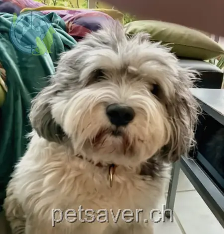 animal lost  Uesslingerstrasse 8532 Warth Afra