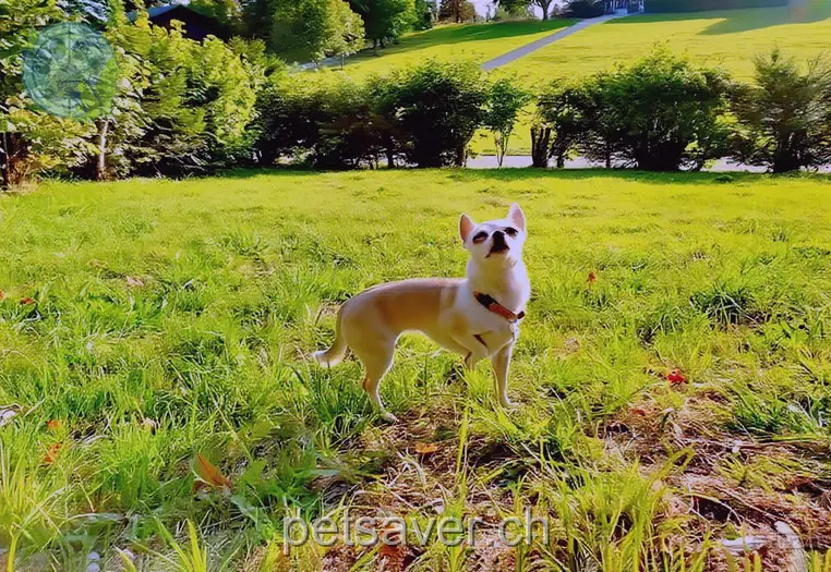 animal lost 18 Route des Ecovets 1885 Chesières Choupette