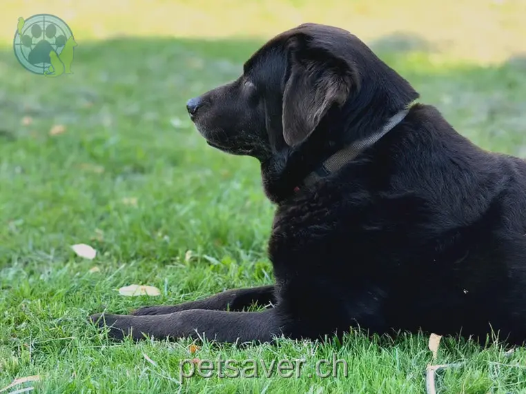 animal lost  Le Zitiouc 1973 Nax Bep