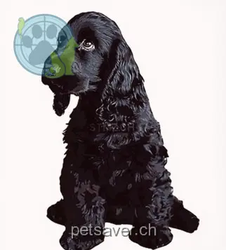 animal lost 28 Route de Vermala 3963 Randogne Naysha