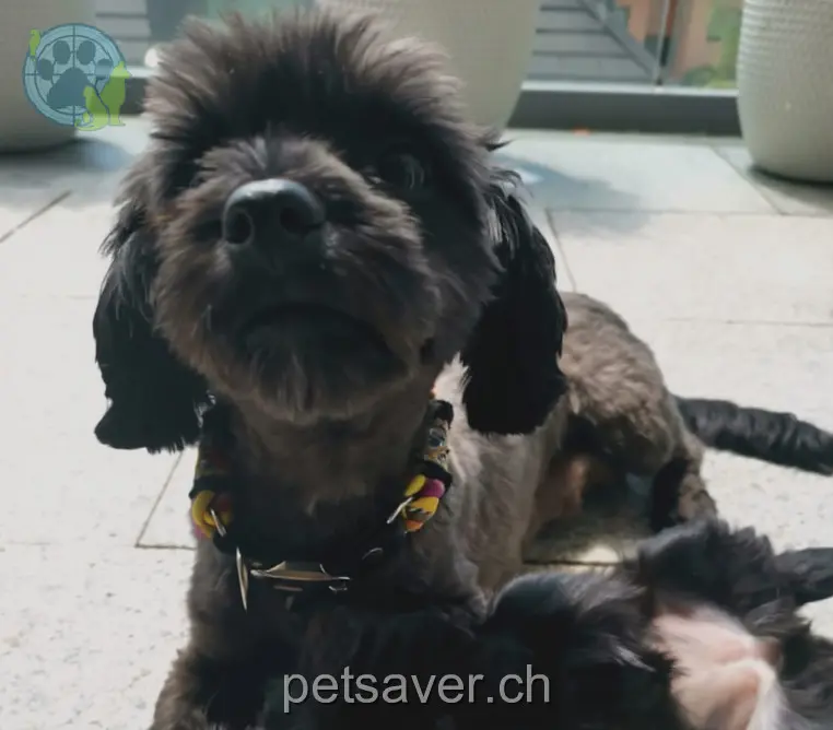 animal lost  Hauptweg 8700 Forch Bony