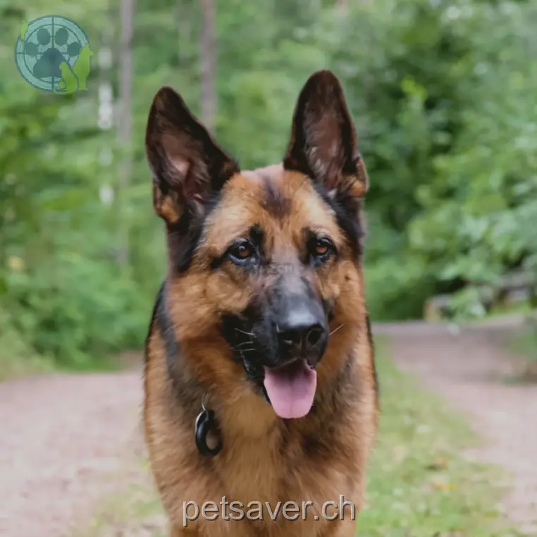 animal lost 3 Zeugwartgasse 8001 Zurich Mina