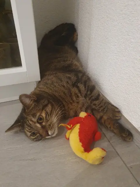 chatte reunited   8303 Bassersdorf Lagertha
