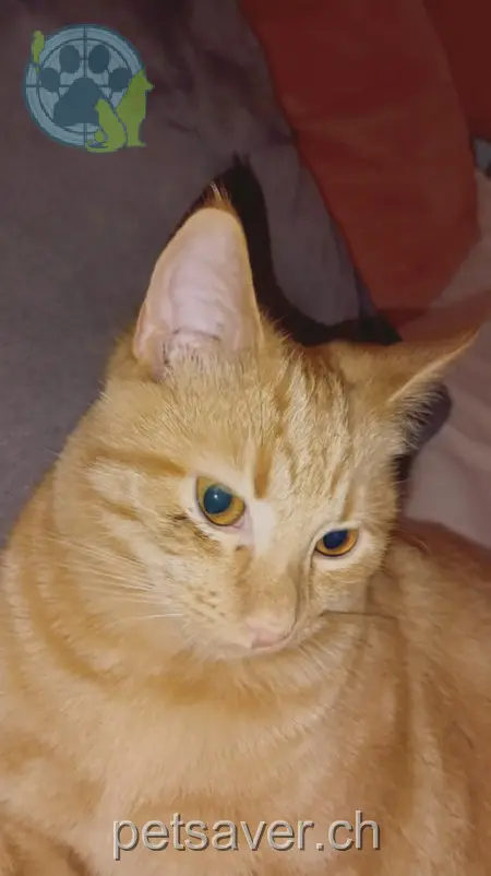 chat lost 13 Rue de l'Église 68220 Hagenthal-le-Haut Chili