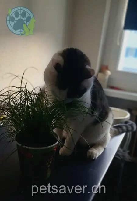 chat lost 19 Zollweg 5034 Suhr Cookie