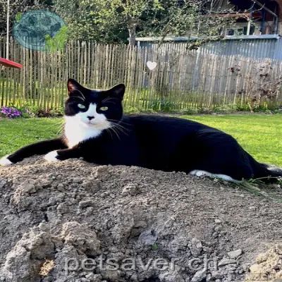 chat lost 17 Grittengasse 5037 Muhen Felix