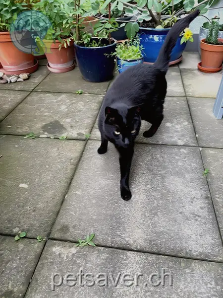 chat lost  Steinäckerstrasse 5442 Fislisbach Blacky/filou