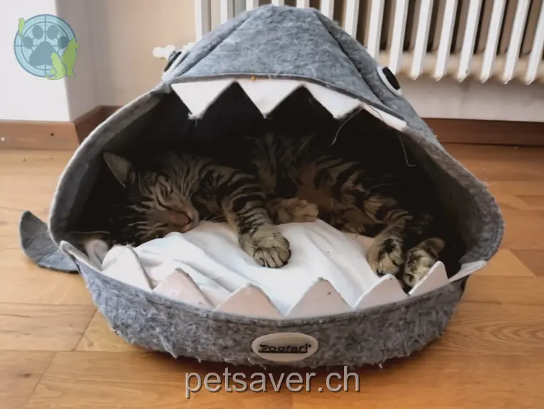 chat lost 20 Ziegelhaustrasse 5400 Dättwil Chase