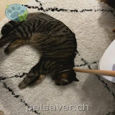 chat lost 22 Alte Bahnhofstrasse 8957 Spreitenbach Finn