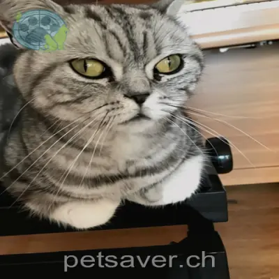 chat lost 18 Hauserstrasse 5454 Bellikon Gino