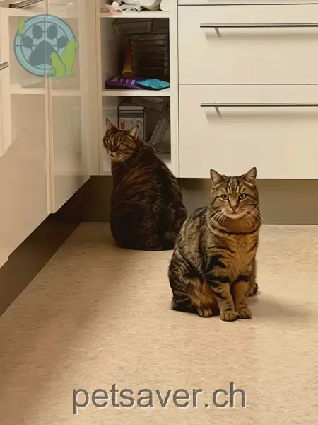 chat lost 13 Sonnenbergweg 5608 Stetten Gonzi