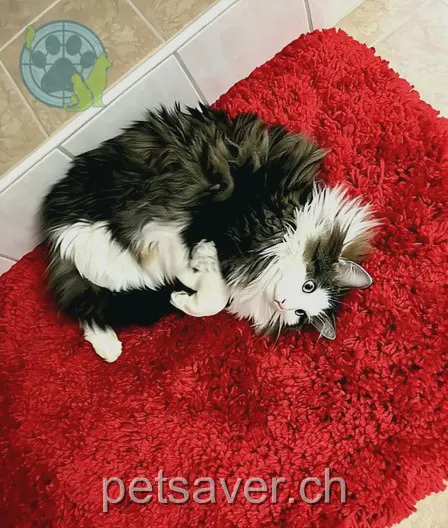 chat lost 5 Trottenstrasse 5507 Mellingen Jiminy