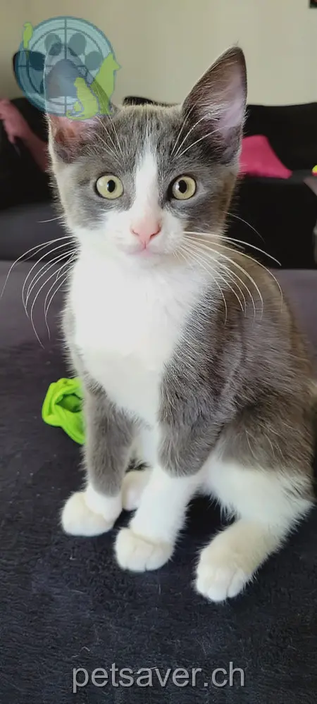 chat lost 10 General Guisanstrasse 5415 Nussbaumen Jojo