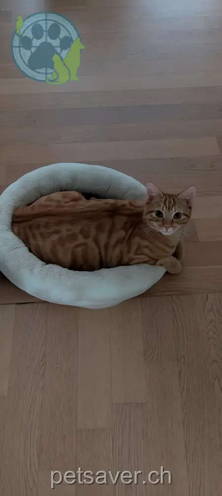 chat lost 25 Mattenstrasse 5506 Mägenwil Loki