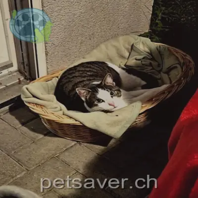 chat lost 20 Neufeldstrasse 5430 Wettingen Michael