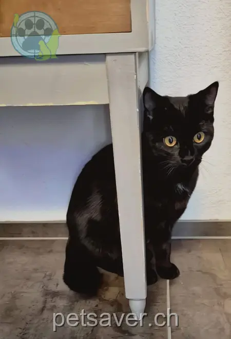 chat lost 19 Turnweg 5507 Mellingen Mogli