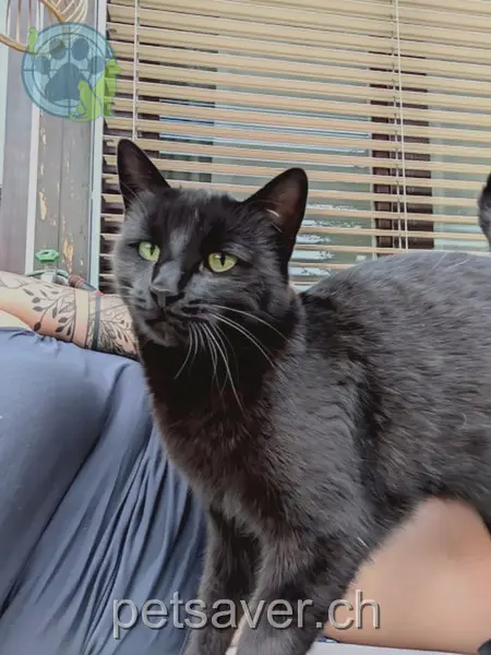 chat lost 5c Weinbergstrasse 5417 Untersiggenthal Samu