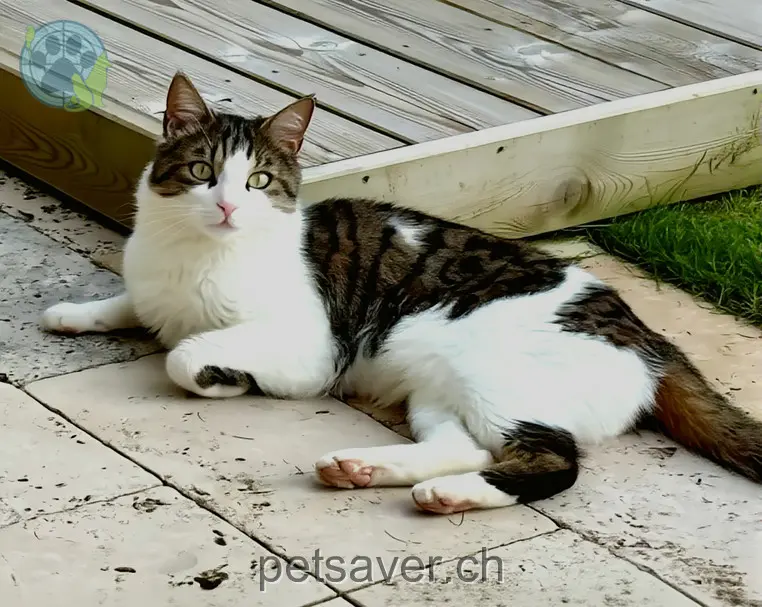 chat lost 10 Hinterdorf 5619 Uezwil Jaimie