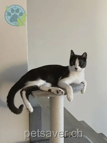 chat lost 16 Sattelbogenstrasse 5610 Wohlen Kimbo