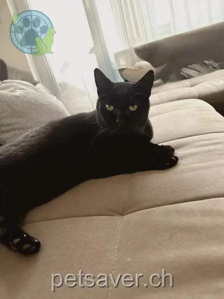 chat lost 223 Buechholzstrasse 8964 Rudolfstetten Koller