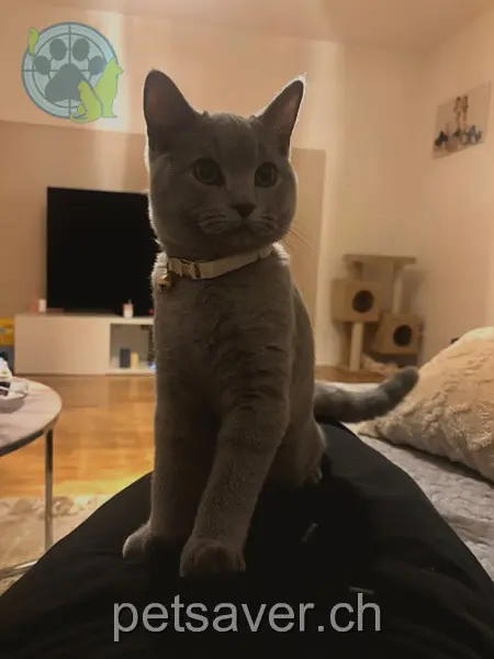 chat lost 20 Bifangstrasse 5610 Anglikon Max