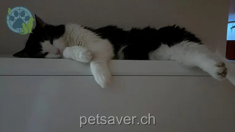 chat lost 5 Unterdorfstrasse 5525 Fischbach-Göslikon Pepino