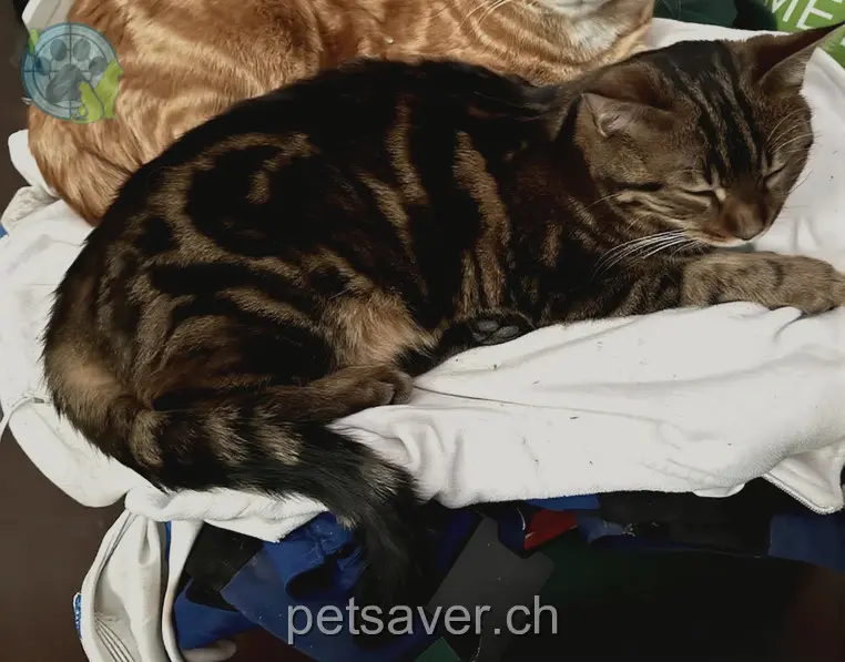chat lost 266  5112 Thalheim Bobby