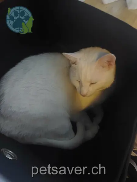 chat lost 25 Schlüsselstrasse 5222 Umiken Lennox